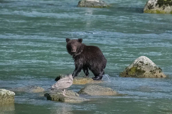 阿拉斯加的河里 一只年轻的灰熊站在那里钓鱼 — 图库照片