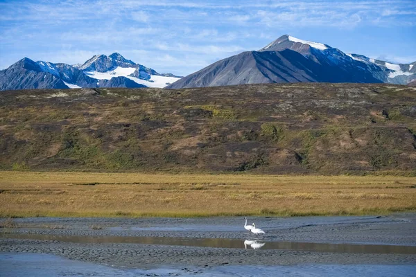 Due Cigni Trombettieri Cygnus Buccinator Lago Montagna Yukon Canada — Foto Stock