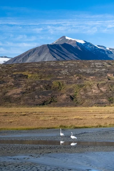 Два Лебеді Сурмач Озері Горах Юкон Канада — стокове фото