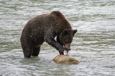 Alaska 'da kıştan önce nehirde somon yiyen bir boz ayı.