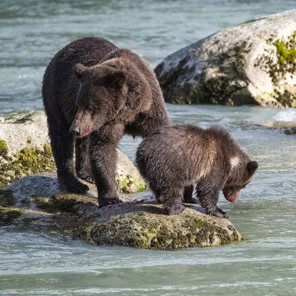 Grizzlys Nel Fiume Alaska Orso Femmina Con Cucciolo — Foto Stock