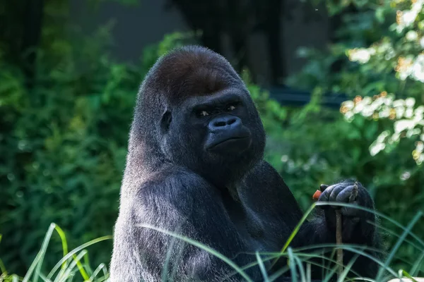 Gorila Mono Dominando Macho Sentado Hierba Actitud Divertida — Foto de Stock