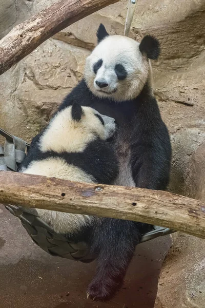 Гигантские Панды Медвежьи Панды Панда Мама Обнимают Друг Друга — стоковое фото