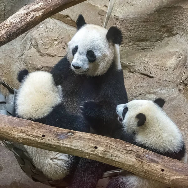 Riesenpandas Bärenpandas Baby Panda Und Ihre Mutter Umarmen Sich — Stockfoto