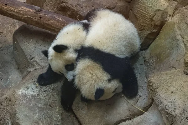 Riesenpandas Bärenpandas Zwei Babys Die Zusammen Spielen — Stockfoto
