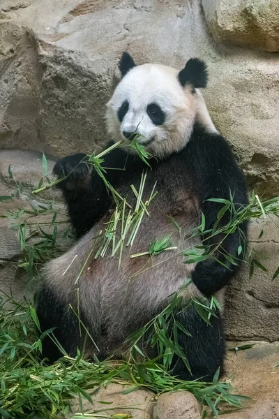 パンダは竹を食べ 岩の上に座って 肖像画 — ストック写真