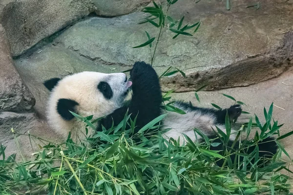 Ein Riesiger Panda Ein Niedlicher Baby Panda Der Bambus Isst — Stockfoto