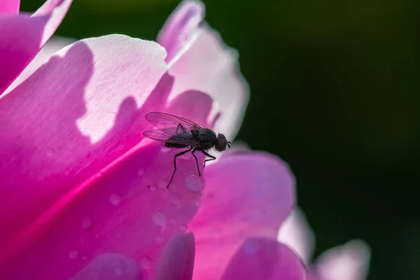 Mucha Stojąca Różowym Piwoniu Ogrodzie Wiosną — Zdjęcie stockowe