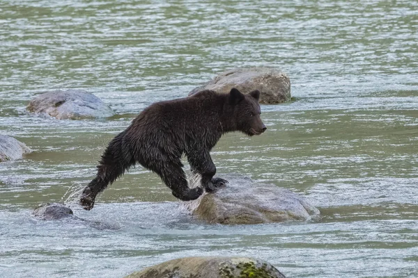 Немовля Грізлі Йде Річці Алясці Стрибає Скелі — стокове фото