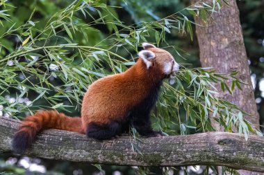 Bir kırmızı panda, Ailurus fulgens, bambu yiyor.