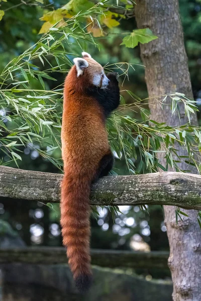 Ein Roter Panda Ailurus Fulgens Isst Bambus — Stockfoto