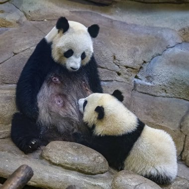 Dev bir panda, sevimli bir panda annesini emziriyor.