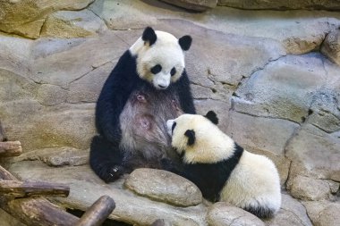 Dev bir panda, sevimli bir panda annesini emziriyor.