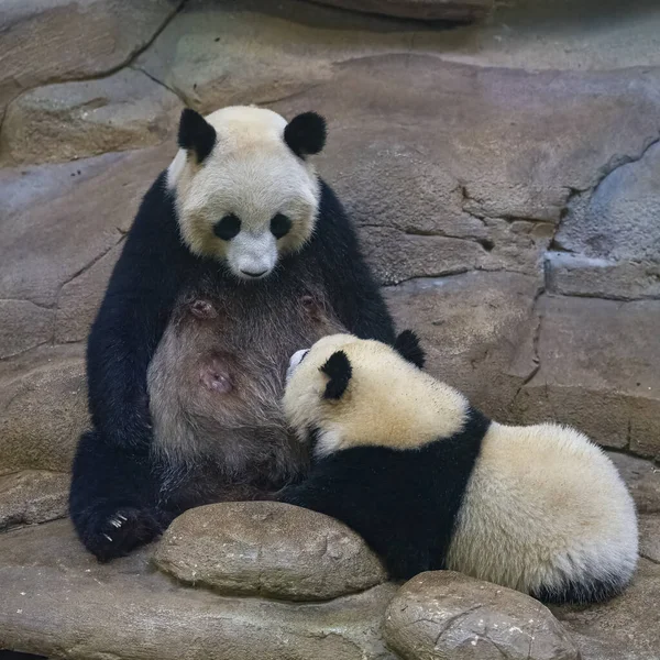 Giant Panda Cute Baby Panda Breast Feeding His Mother — Stock Photo, Image