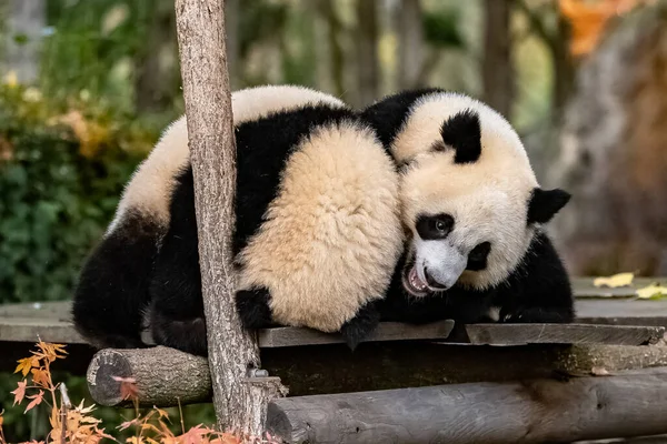 Giant Pandas Bear Pandas Two Babies Playing Together Outdoors — Stock Photo, Image