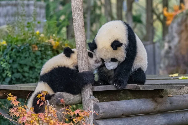 Olbrzymie Pandy Niedźwiedzie Pandy Dwoje Dzieci Bawiących Się Razem Dworze — Zdjęcie stockowe