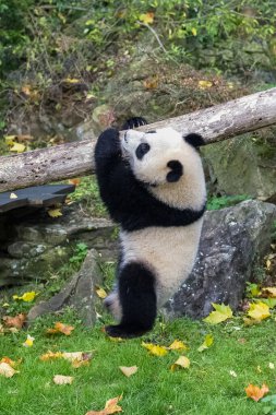Bir dala asılı oynayan dev bir bebek panda.