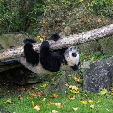 Bir dala asılı oynayan dev bir bebek panda.