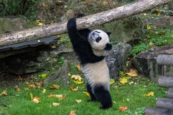 Malá Obří Panda Která Hraje Visící Větvi — Stock fotografie