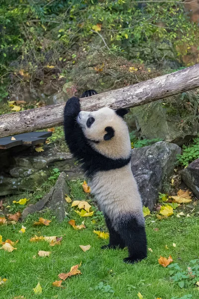 Gigantisk Panda Som Spelar Hängande Från Gren — Stockfoto
