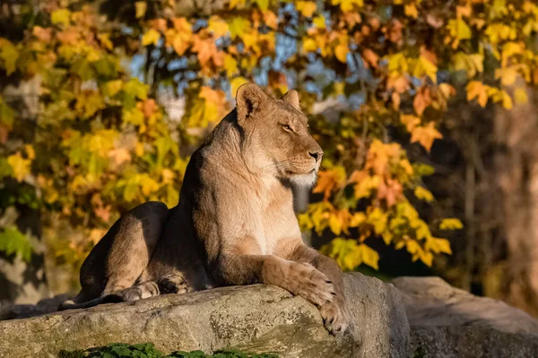 Lwica Siedząca Skale Kolorowe Drzewo Jesienią Tle — Zdjęcie stockowe