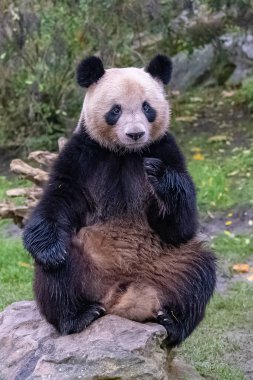 Bir kayanın üzerinde oturan dev bir panda, portre