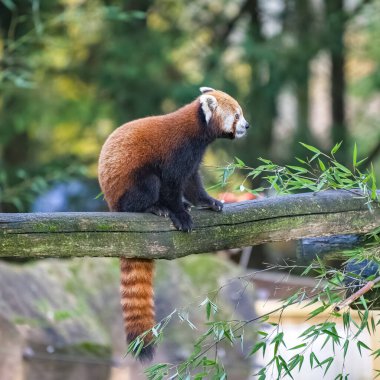 Kırmızı bir panda, Ailurus fulgens, bir dala oturmuş, portre