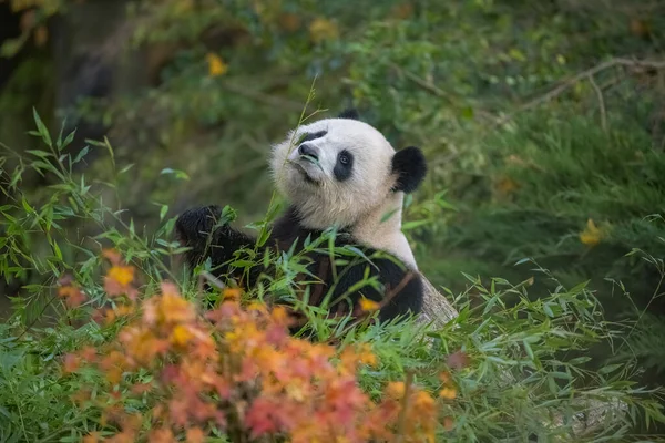 一只大熊猫在草地上吃竹子 秋天的肖像 — 图库照片
