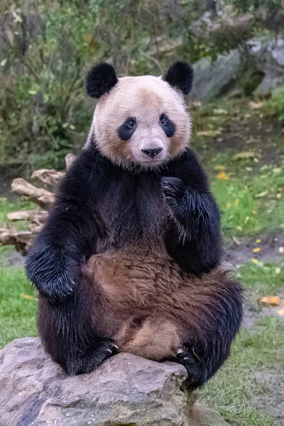 Egy Hatalmas Panda Egy Sziklán Portré — Stock Fotó
