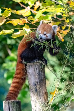 Kırmızı bir panda, Ailurus fulgens, bambu yiyor, bir dalda oturuyor
