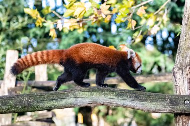 Kırmızı bir panda, Ailurus fulgens, bir dalda yürüyor
