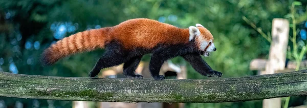 赤いパンダが枝の上を歩いている — ストック写真