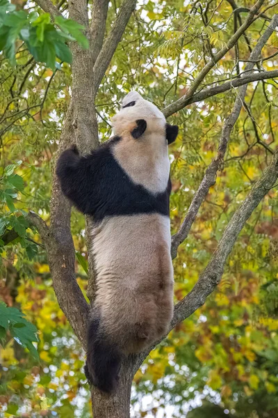 Panda Gigante Trepando Árbol Comiendo Hojas Otoño — Foto de Stock