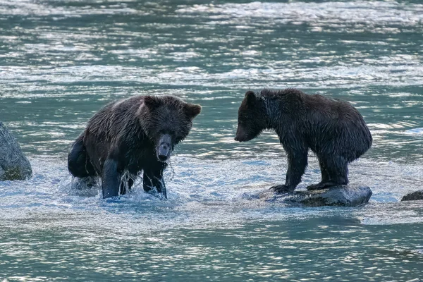 Grizzlys Salmão Pesca Rio Alasca Antes Inverno Mãe Com Bebês — Fotografia de Stock