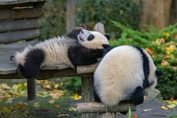 Гигантские Панды Медвежьи Панды Двое Детей Играющих Вместе Открытом Воздухе — стоковое фото