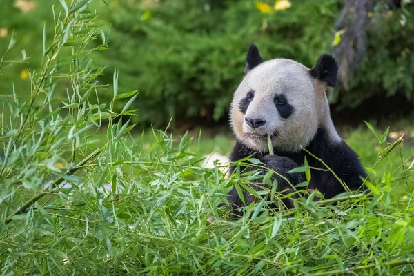 Mladá Obří Panda Pojídající Bambus Trávě Portrét — Stock fotografie