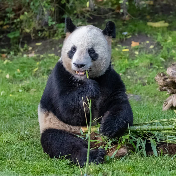 Egy Fiatal Óriás Panda Bambuszt Eszik Fűben Portré — Stock Fotó