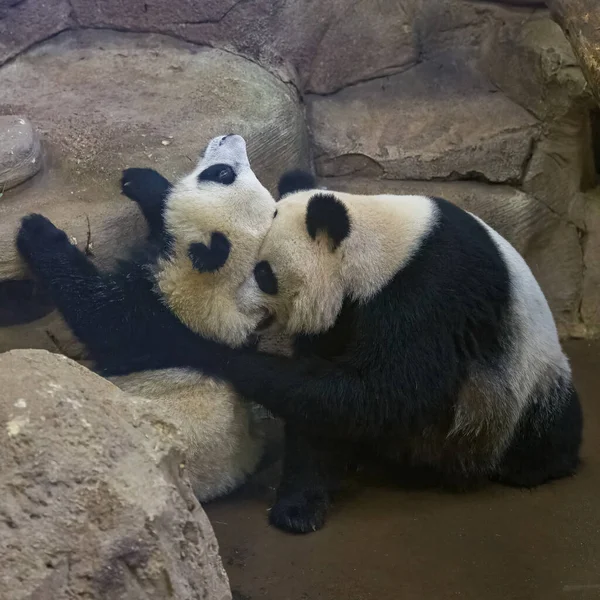 Гигантские Панды Медвежьи Панды Двое Детей Играющих Вместе — стоковое фото