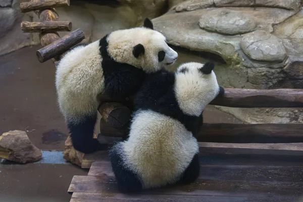 Pandas Gigantes Pandas Urso Dois Bebés Brincar Juntos — Fotografia de Stock