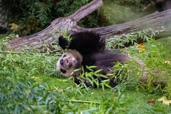 Sebuah Panda Raksasa Makan Bambu Berbaring Rumput Potret Musim Gugur — Stok Foto