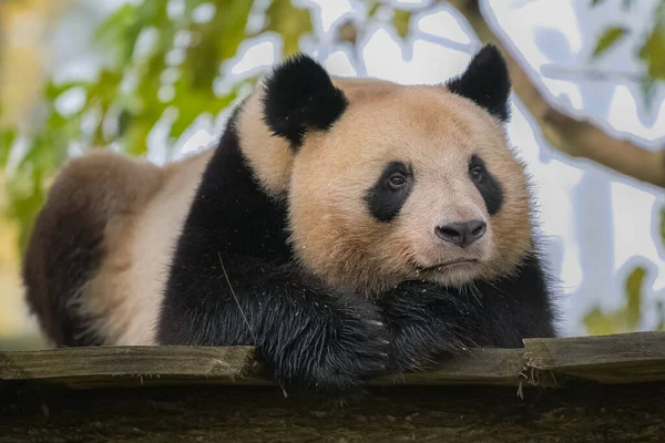 Egy Hatalmas Panda Fekszik Arccal Lefelé — Stock Fotó