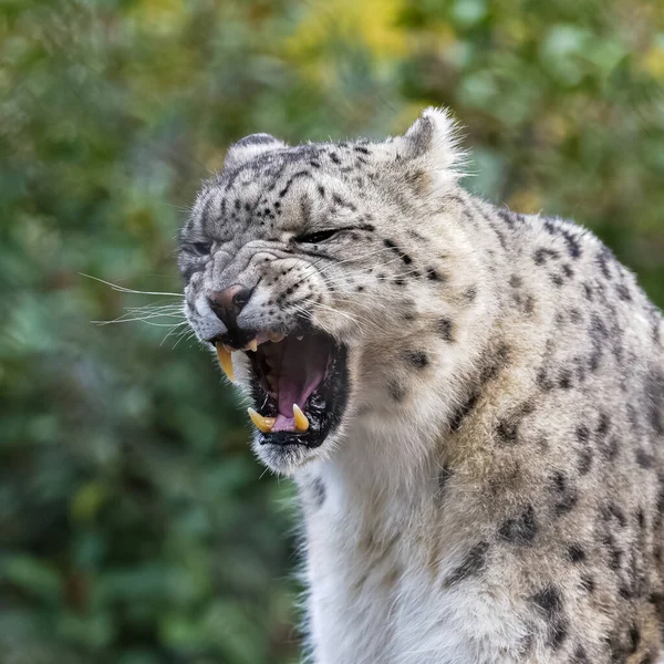 Leopardo Nieve Panthera Uncia Bostezo Primer Plano Retrato —  Fotos de Stock