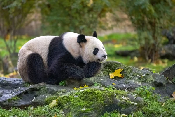 Egy Hatalmas Panda Fekszik Füvön Ősszel Portré — Stock Fotó