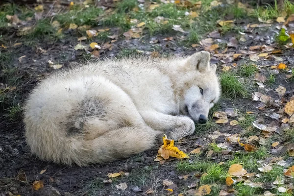 Ein Weißer Wolf Schläft Auf Dem Boden Porträt — Stockfoto