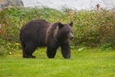 Alaska 'da nehrin kıyısında bir bahçede duran genç bir boz ayı.