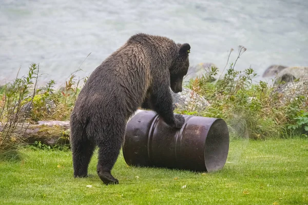 Velký Grizzly Hrající Barelem Břehu Řeky Aljašce — Stock fotografie