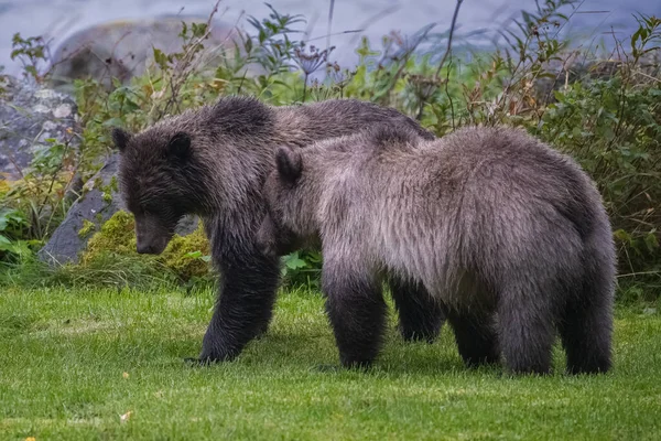 Due Giovani Grizzlys Piedi Sulla Riva Del Fiume Alaska Giardino — Foto Stock