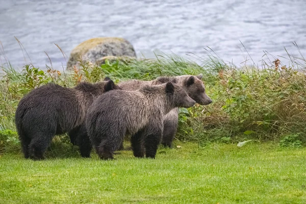 Due Giovani Grizzlys Piedi Sulla Riva Del Fiume Alaska Giardino — Foto Stock