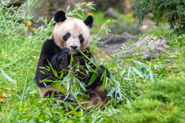 Genç dev panda çimenlerde bambu yiyor, portre