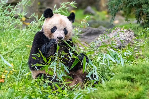 Jonge Reus Panda Eten Bamboe Het Gras Portret — Stockfoto